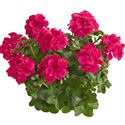 Bild von Geranium Hang P12 Double Sunflair Josina